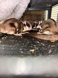 Petauro dello zucchero