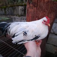 Galletti Chabo Nagasaki