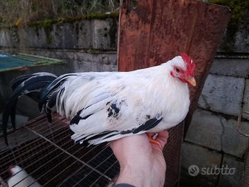 Galletti Chabo Nagasaki