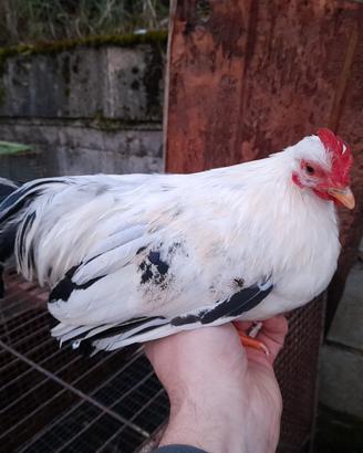 Galletti Chabo Nagasaki