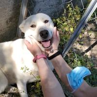 Labrador mix in adozione