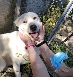 Labrador mix in adozione