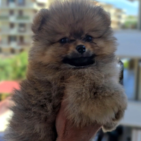 Cane Spitz Pomerania