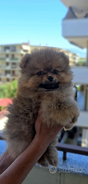 Cane Spitz Pomerania