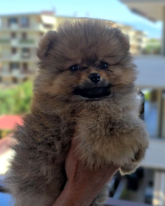 Cane Spitz Pomerania