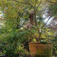 vaso in terracotta con acero