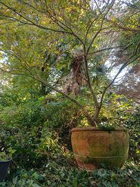 vaso in terracotta con acero