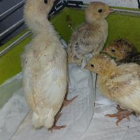 Pulcinotti di tacchino