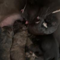 Incrocio tra pitbull e rottweiler