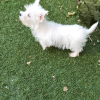 West Highland cucciolo