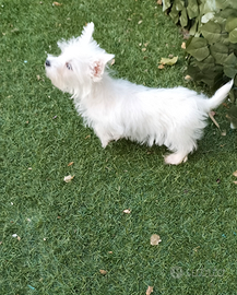 West Highland cucciolo