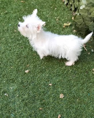 West Highland cucciolo