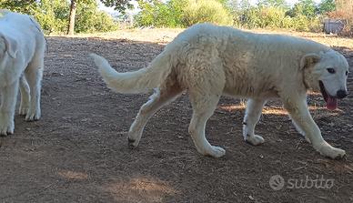 Cuccioli pastore maremmano abbruzese