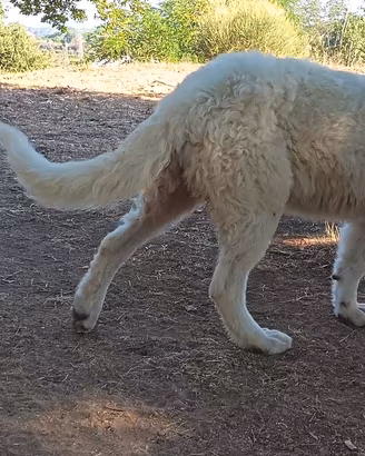 Cuccioli pastore maremmano abbruzese