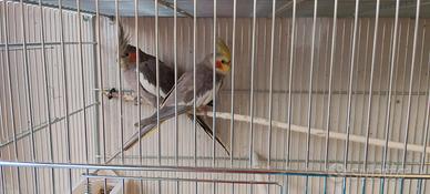 Faisal