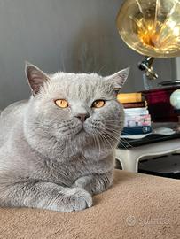 British shorthair accoppiamento