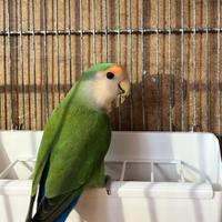 Inseparabile sessato MASCHIO