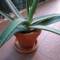 Pianta Aloe 