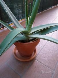 Pianta Aloe 