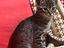 Immagine 3