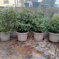 Fioriere di photinia