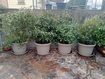 Fioriere di photinia