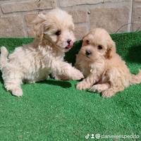 Maltipoo toy barboncino maltese