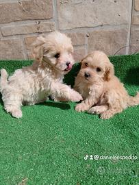 Maltipoo toy barboncino maltese