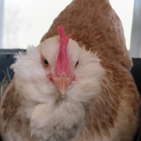 Faverolles tedesca per incubatrice galline ornamen