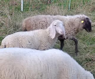 Agnello bergamasco