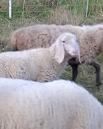 Agnello bergamasco