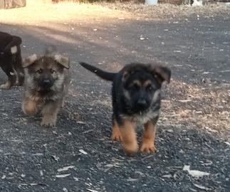 cuccioli di pastore tedesco 