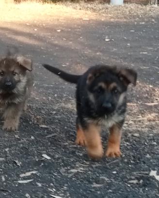 cuccioli di pastore tedesco 