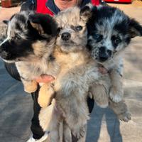 Cuccioli di Pastore della Lessinia e del Lagorai