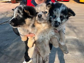 Cuccioli di Pastore della Lessinia e del Lagorai
