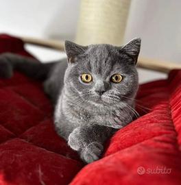Gattina Scottish