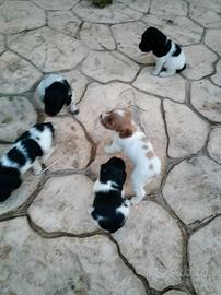Disponibili cuccioli di Epagneul Breton