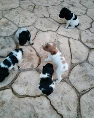 Disponibili cuccioli di Epagneul Breton