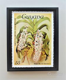 Quadro francobollo Guyana con cornice