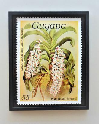 Quadro francobollo Guyana con cornice