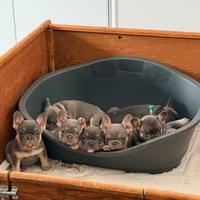 Bulldog francese maschi e femmine