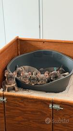 Bulldog francese maschi e femmine