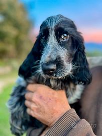 Cuccioli cocker spaniel inglese