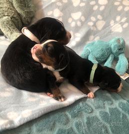 Cuccioli di Bovaro del bernese