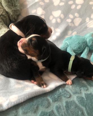 Cuccioli di Bovaro del bernese