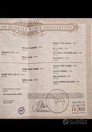 Quarter Horse Mare 2023