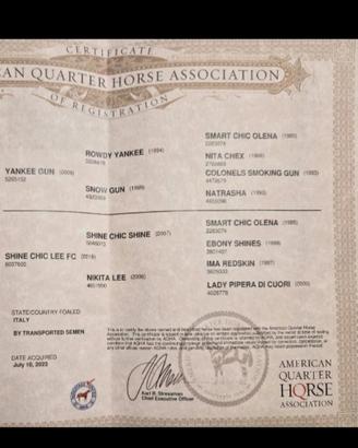 Quarter Horse Mare 2023
