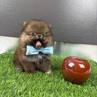 Volpino Pomerania TOY pedigree maschio femmina