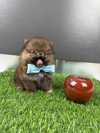 Volpino Pomerania TOY pedigree maschio femmina