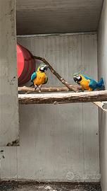 Ararauna ed altri pappagalli